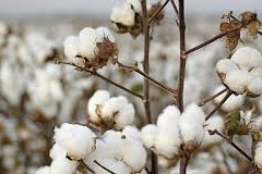 Cotton Industries